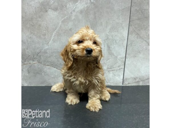 Goldendoodle Mini 2nd Gen Dog Male Golden 31084 Petland Frisco, Texas