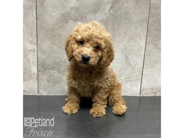 Goldendoodle Mini 2nd Gen Dog Male Golden 31083 Petland Frisco, Texas