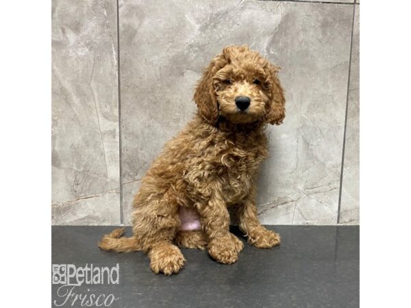 Goldendoodle Mini 2nd Gen-Dog-Male-Golden-31082-Petland Frisco & Mckinney, Texas