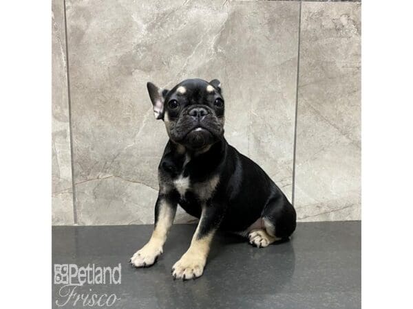 French Bulldog-Dog-Female-Black and Tan-31066-Petland Frisco, Texas