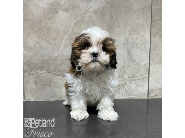 Shih Tzu Dog Male Brown / White 31042 Petland Frisco, Texas