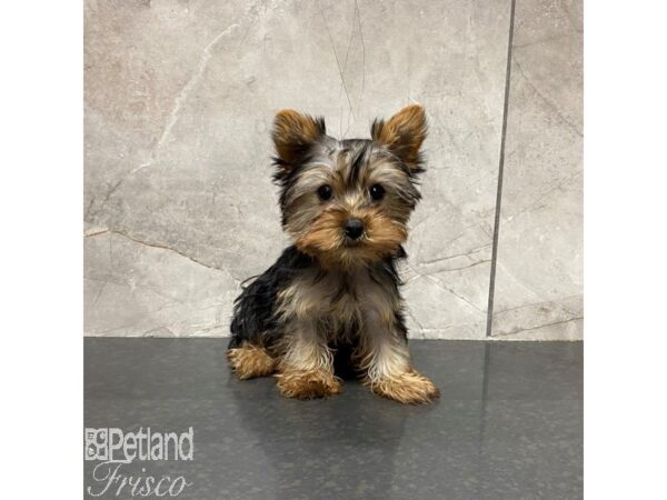 Yorkshire Terrier Dog Female Black and Tan 31016 Petland Frisco, Texas