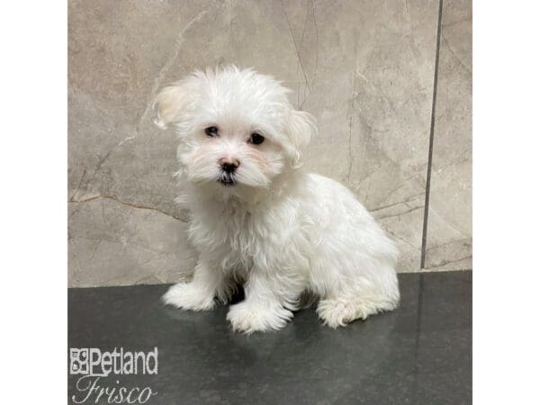 Maltese-Dog-Female-White-31012-Petland Frisco, Texas