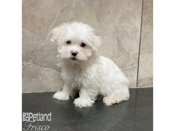 Maltese Dog Female White 31012 Petland Frisco, Texas