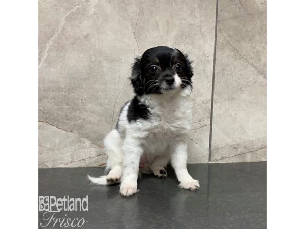 Chihuahua-Dog-Female-Black and White-31010-Petland Frisco & Mckinney, Texas