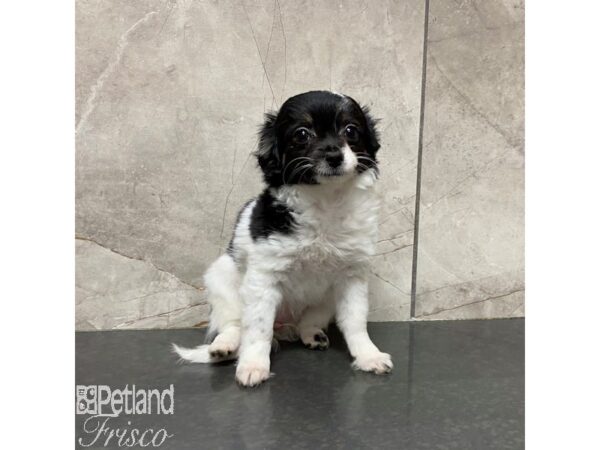 Chihuahua Dog Female Black and White 31010 Petland Frisco, Texas