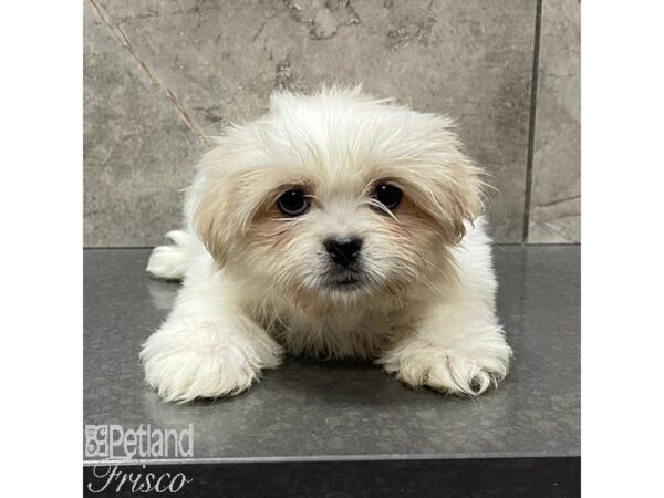 Shih Tzu-Dog-Female-Tan & White-30996-Petland Frisco & Mckinney, Texas