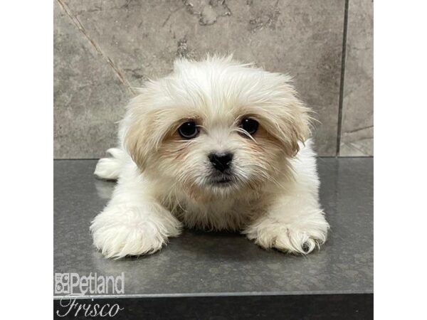 Shih Tzu Dog Female Tan & White 30996 Petland Frisco, Texas