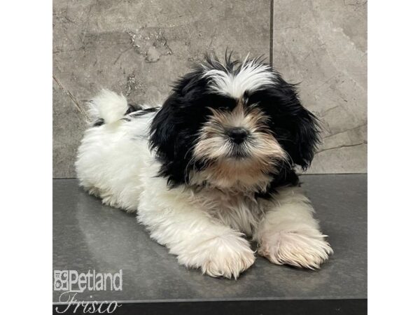 Shih Tzu Dog Male Blk / white 30993 Petland Frisco, Texas