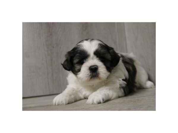 Shih Tzu Dog Female Brindle / White 31047 Petland Frisco, Texas