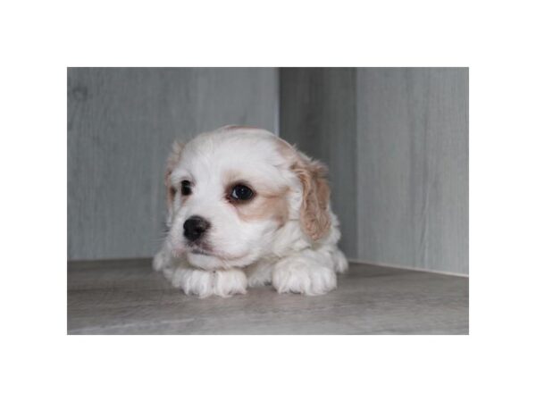 Cavachon Dog Female Blenheim 31034 Petland Frisco & Mckinney, Texas