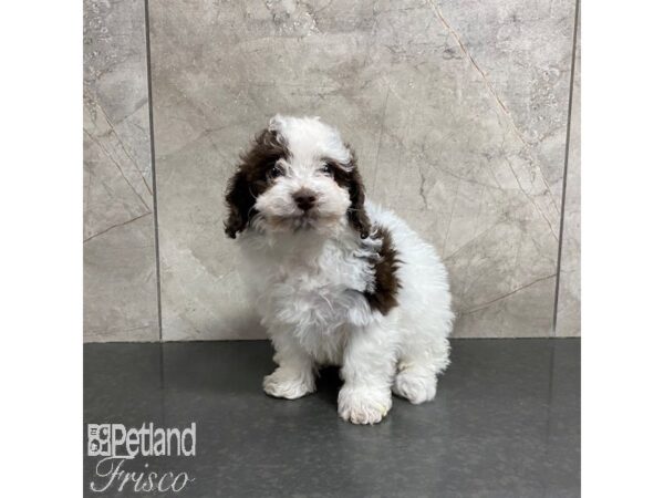 Maltipoo Dog Female White and Chocolate 31054 Petland Frisco, Texas