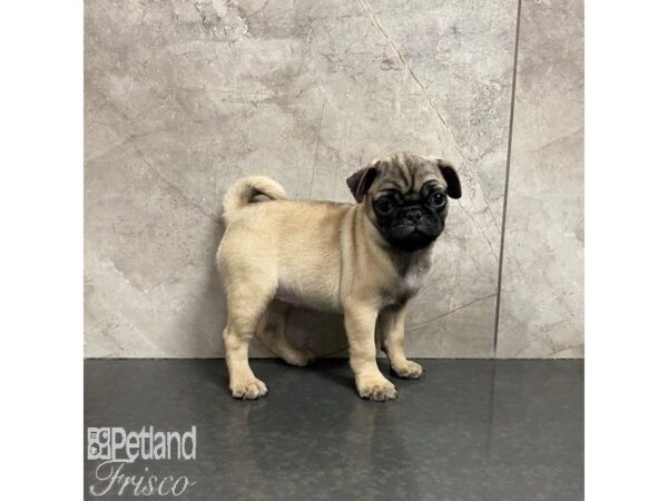 Pug Dog Female Fawn 31027 Petland Frisco, Texas