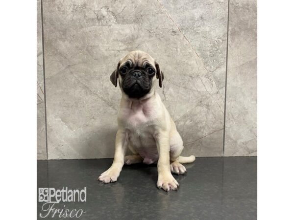 Pug Dog Male Fawn 31024 Petland Frisco, Texas