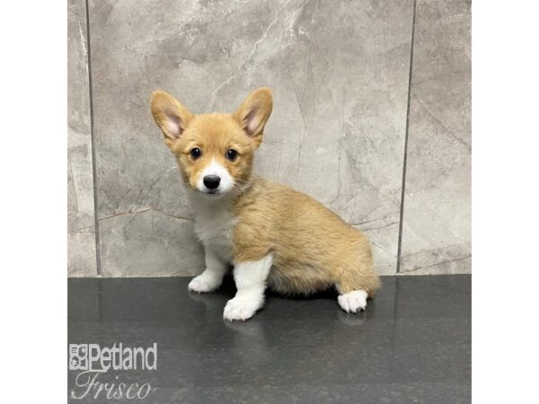Pembroke Welsh Corgi-Dog-Female-Sable / White-31023-Petland Frisco & Mckinney, Texas