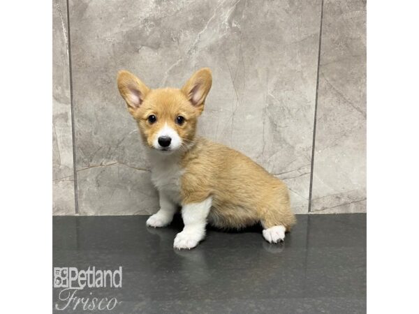 Pembroke Welsh Corgi Dog Female Sable / White 31023 Petland Frisco, Texas