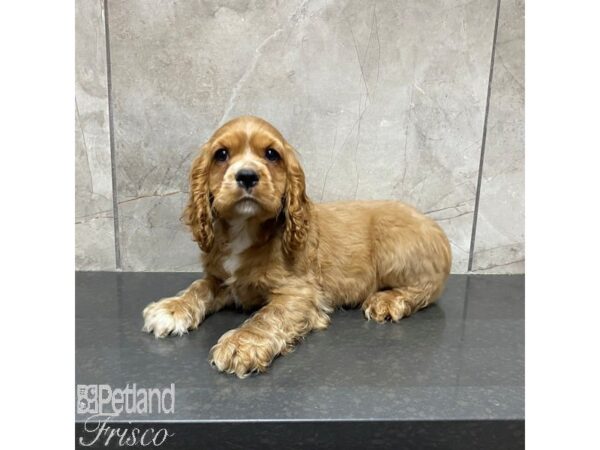 Cocker Spaniel Dog Male Red 31021 Petland Frisco, Texas