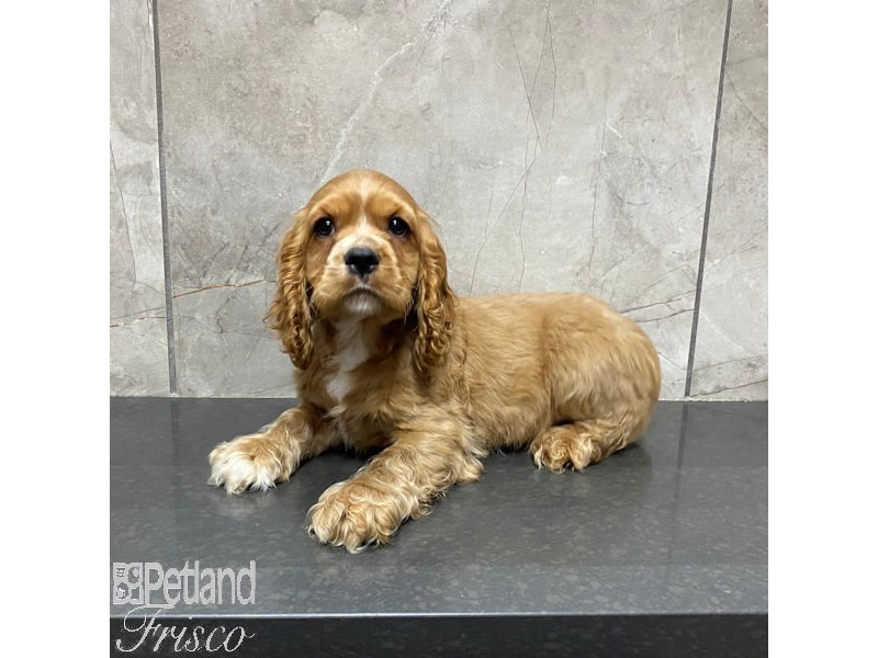Cocker Spaniel Dog Male Red 31021