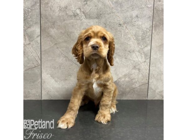 Cocker Spaniel Puppy Buff & White ID:8625 Located at Petland San Antonio, TX