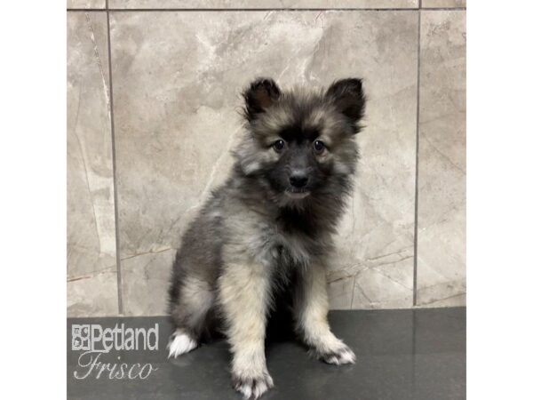 Keeshond/Alaskan Klee Kai-Dog-Female-Black and Silver-30998-Petland Frisco & Mckinney, Texas