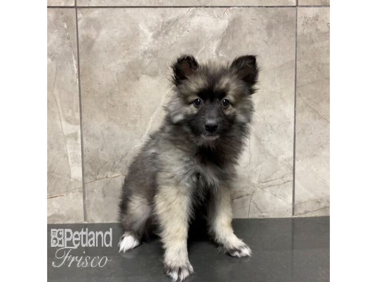 Keeshond/Alaskan Klee Kai Dog Female Black and Silver 30998