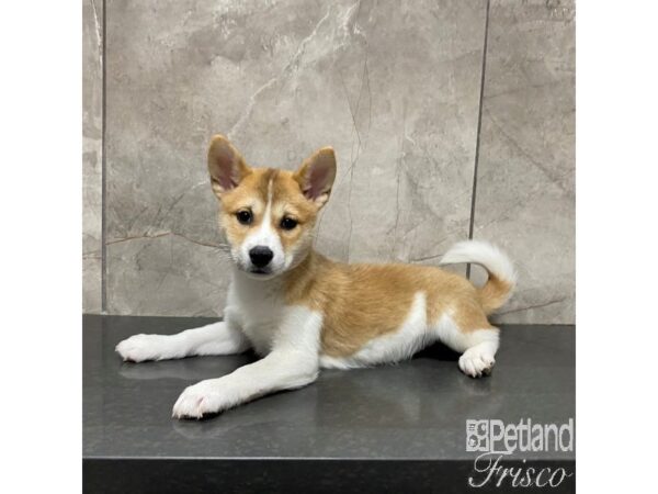 Shiba Inu Dog Female Red and White 31015 Petland Frisco, Texas