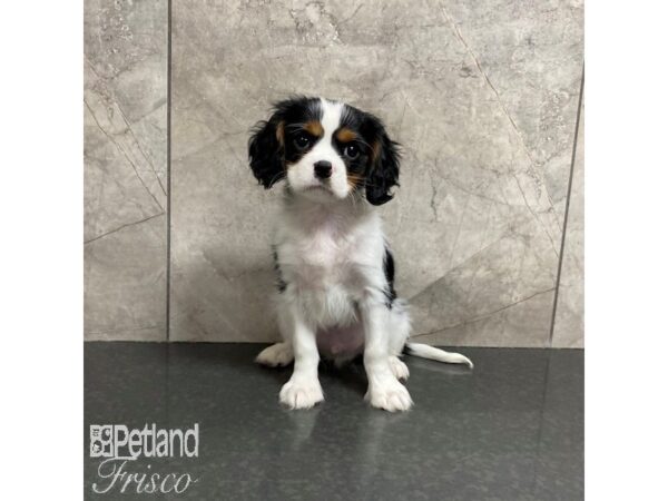 Cavalier King Charles Spaniel Dog Male Black and White 31014 Petland Frisco, Texas