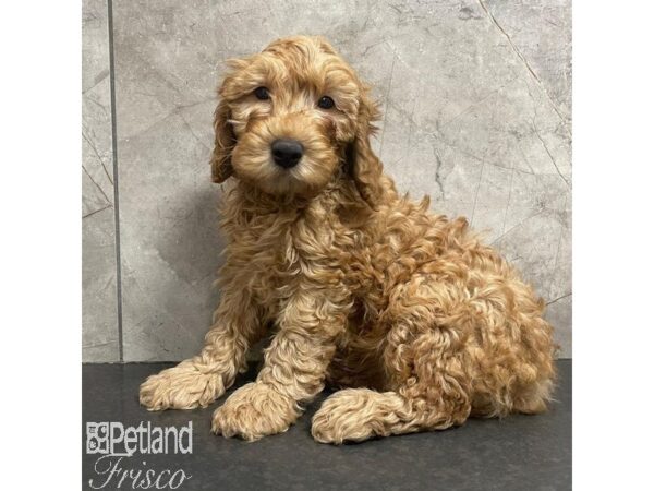 Goldendoodle Mini 2nd Gen-Dog-Male-Red-31121-Petland Frisco & Mckinney, Texas