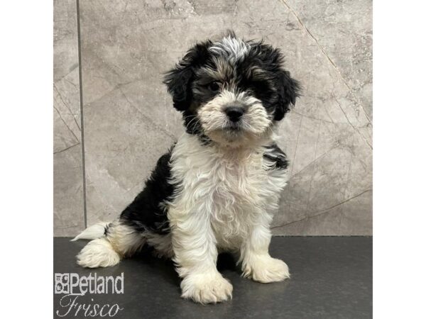 Teddy Bear Dog Male Black / White 31113 Petland Frisco, Texas