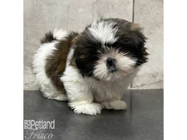 Shih Tzu Dog Female Brindle / White 31110 Petland Frisco, Texas