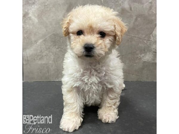 Poochon Dog Female Cream 31109 Petland Frisco, Texas