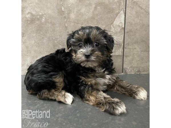 Shorkie Dog Female brindle 31107 Petland Frisco, Texas