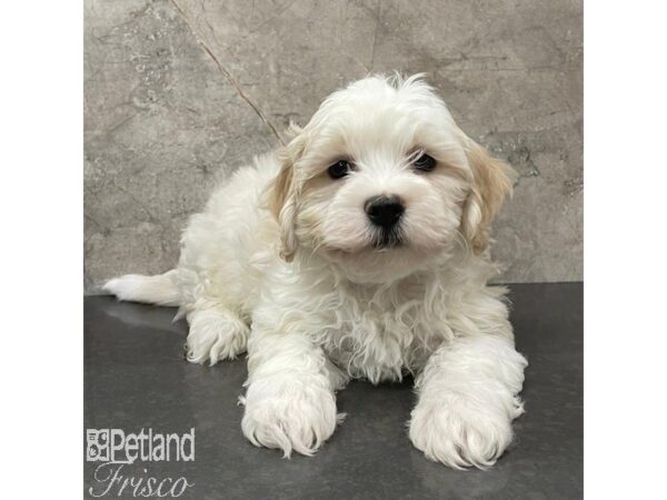 Daisy Dog Dog Male Cream / White 31106 Petland Frisco, Texas