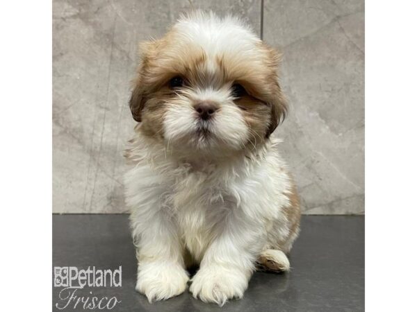 Shih Tzu-Dog-Male-Brown and White-31100-Petland Frisco & Mckinney, Texas