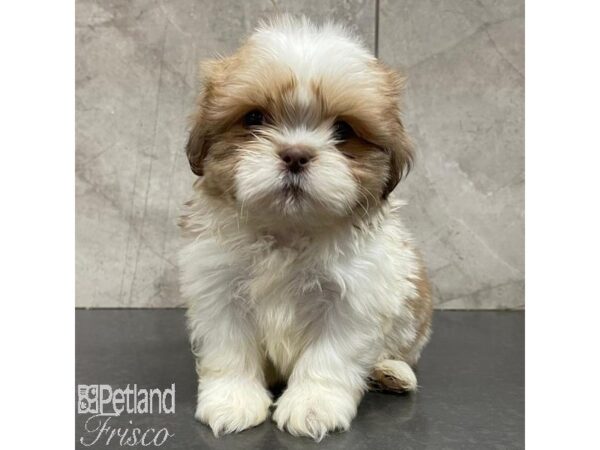 Shih Tzu Dog Male Brown and White 31100 Petland Frisco, Texas