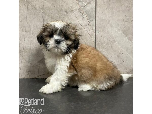 Shih Tzu-Dog-Male-Brindle and White-31099-Petland Frisco & Mckinney, Texas