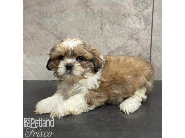 Shih Tzu Dog Male Brown and White 31098 Petland Frisco, Texas