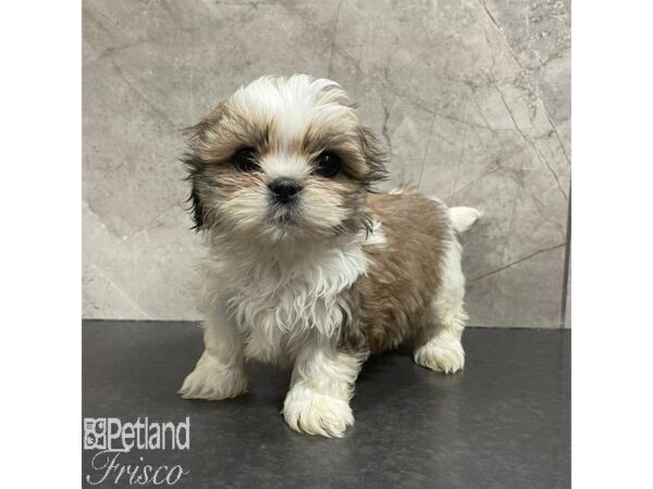 Shih Tzu Dog Male Brown and White 31097 Petland Frisco, Texas