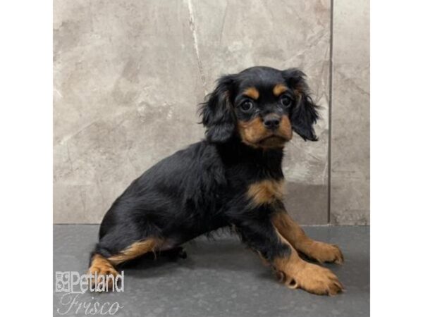 Cavalier King Charles Spaniel Dog Female Black / Tan 31074 Petland Frisco, Texas