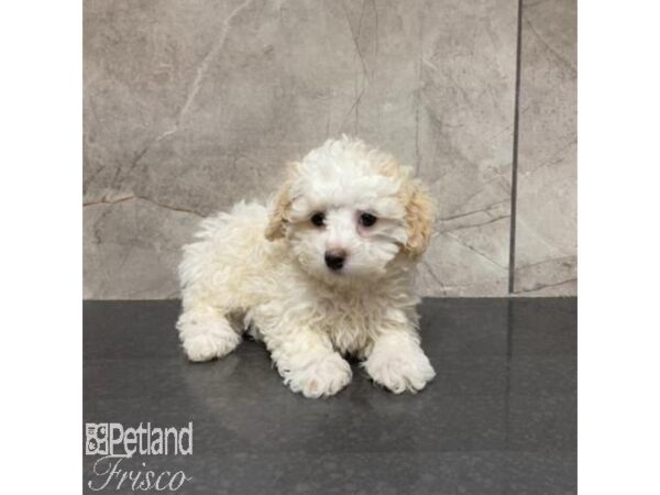 Miniature Poodle-Dog-Female-Cream-31073-Petland Frisco & Mckinney, Texas