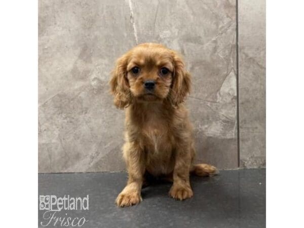 [#31072] Ruby Female Cavalier King Charles Spaniel Puppies For Sale