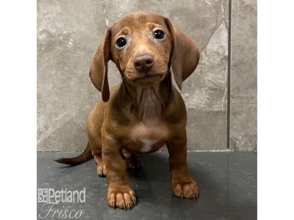 Miniature Dachshund Dog Male Red 31059 Petland Frisco, Texas