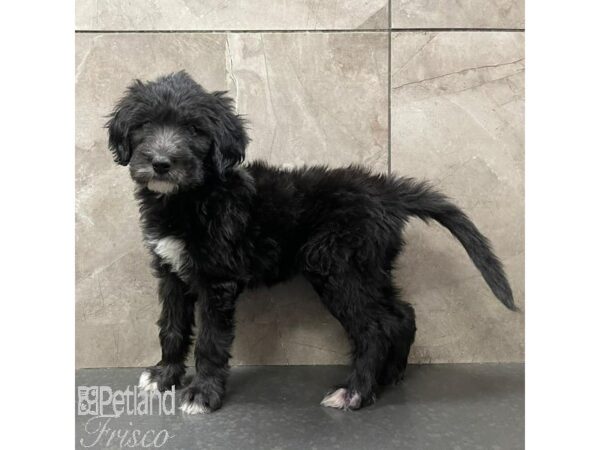 Bernadoodle Dog Female Black and White 31056 Petland Frisco, Texas