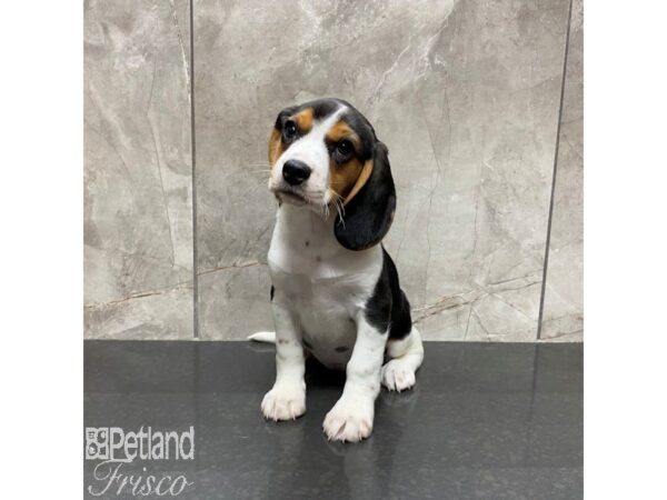 Beagle Dog Female Black, Tan, and White 31095 Petland Frisco, Texas