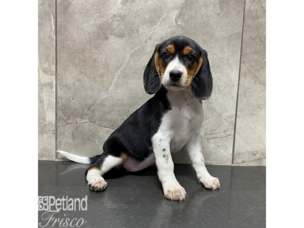 Beagle Dog Female Black, Tan, and White 31094 Petland Frisco, Texas