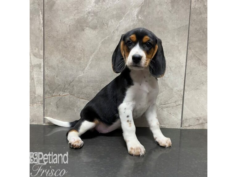 Beagle Dog Female Black, Tan, and White 31094