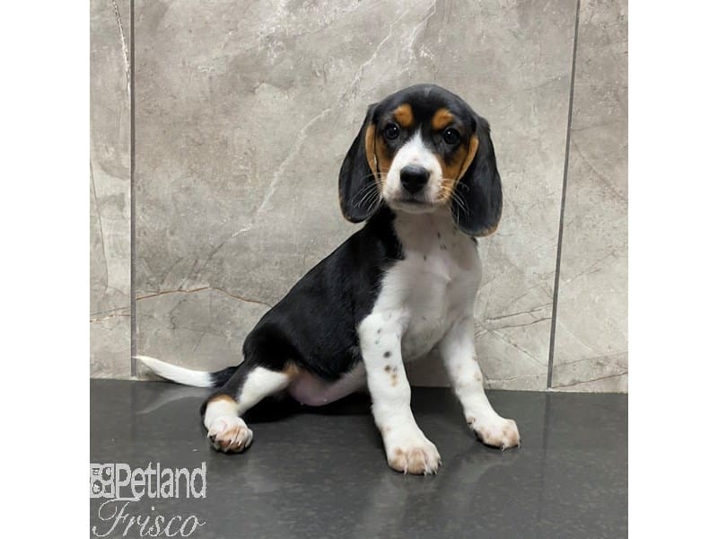 Beagle-Dog-Female-Black, Tan, and White-3931512-Petland Frisco, Texas