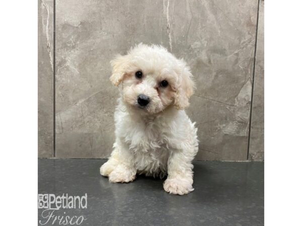 Bichon Frise-Dog-Female-White-31077-Petland Frisco & Mckinney, Texas