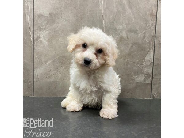 Bichon Frise Dog Female White 31077 Petland Frisco, Texas