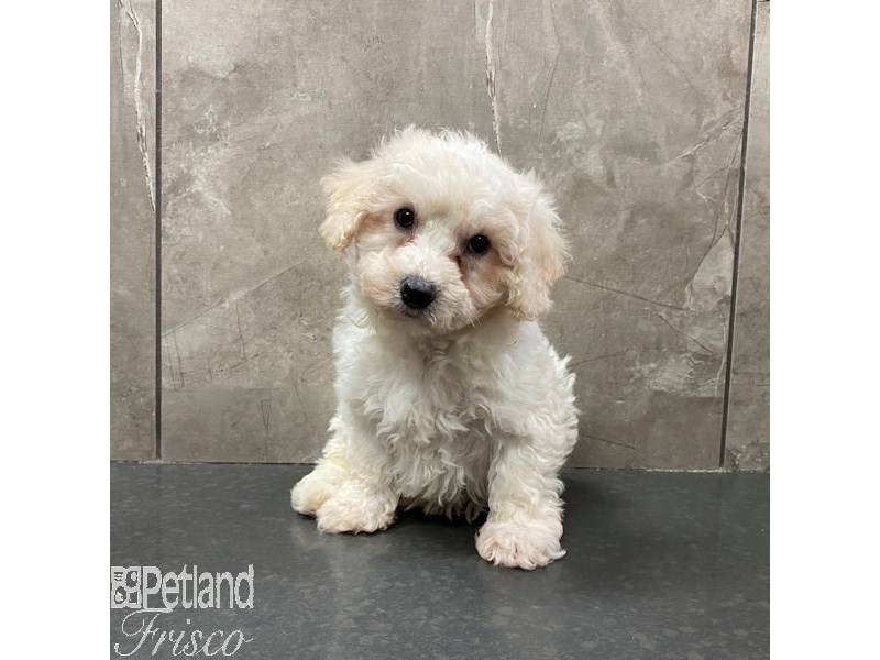 petland bichon